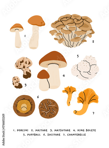 Flat vector illustration of edible mushrooms poster. porcini, maitake, matsutake, king bolete, puffball, shiitake, chanterelle. Botanical educational chart in flat minimalist style.