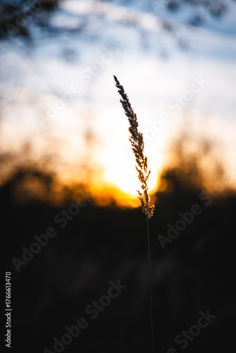 wheat field at sunset