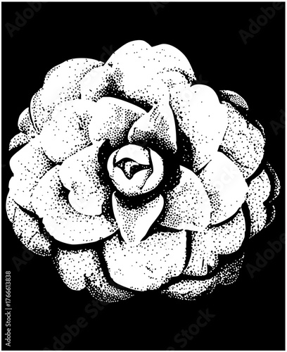 Rose blooms elegantly in design