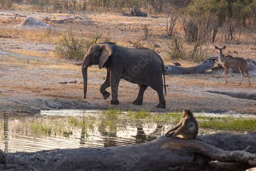 View of an elephant strides powerfully across the parched earth, while a kudu stands alert nearby, and a baboon sits thoughtfully by the water's edge, Masuma, Matabeleland North Province, Zimbabwe.