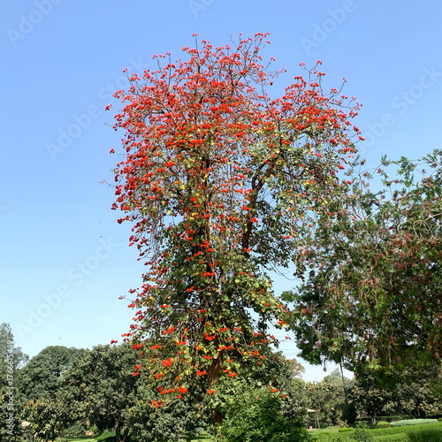 autumn tree with red leaves