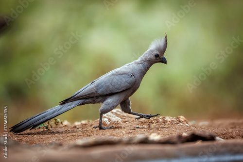 Grey go away bird walking along waterhole in Kruger National park, South Africa ; Specie Corythaixoides concolor family of Musophagidae