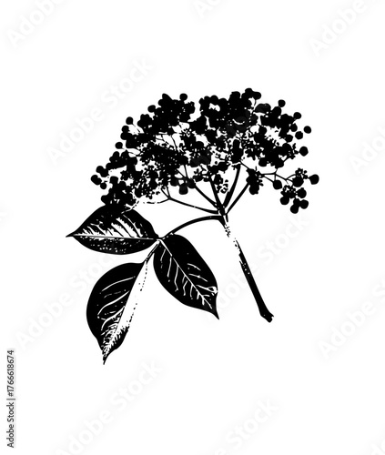 Elderflower blooms elegantly in botanical illustration