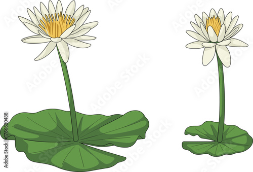 Water lily illustration, lotus flower drawing, aquatic plant artwork, pond bloom, botanical design, tropical flower, nature vector, floral art, education, lifestyle
