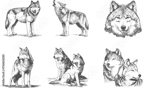 Set illustrations of wolves isolated on transparent background. Vector graphics