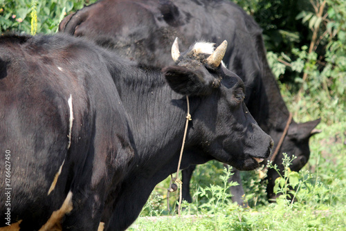 indian jersery cow eating grass at farm land