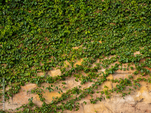 Catclaw vine a high-climbing woody vine attach to buildings