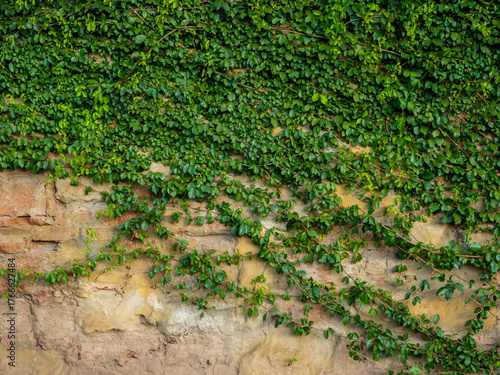 Catclaw vine a high-climbing woody vine attach to buildings