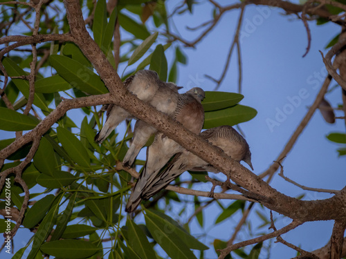 juvenile Zebra Dove on the branch of the tree