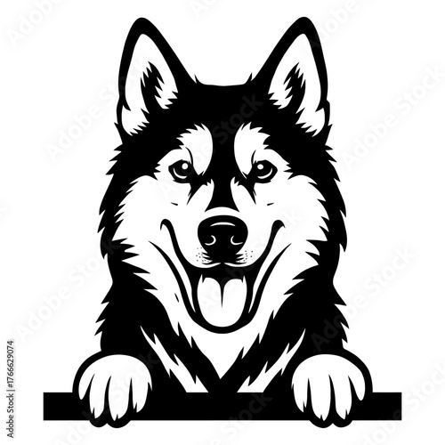 A black and white dog with a white muzzle is grinning and looking directly at the camera. Vector. Silhouette illustration.