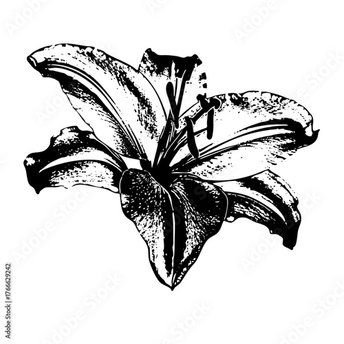 Lily Blooms Elegantly in Arrangement