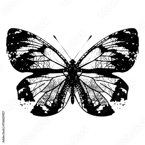 Butterfly in illustration