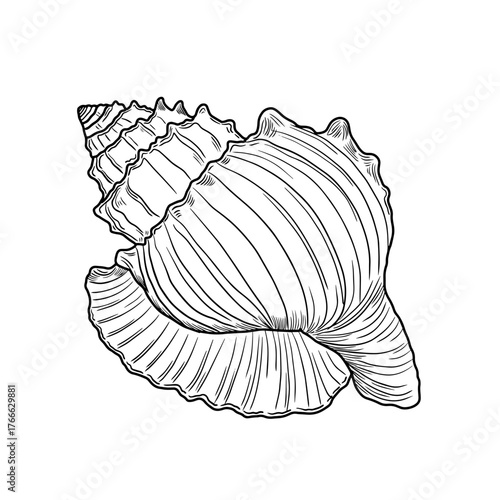 Hand drawn black and white outline of a decorative conch shell vector illustration