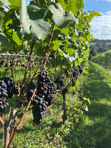 Pinot noir grapes on the vine