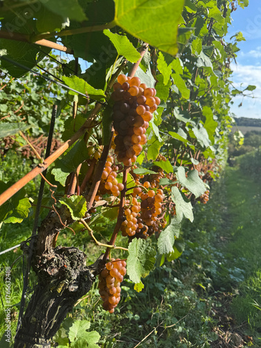 Pinot gris grapes on the vine 