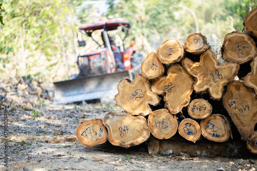 Foto Stacked logs with numbered markings symbolizing the timber industry and deforestation impact