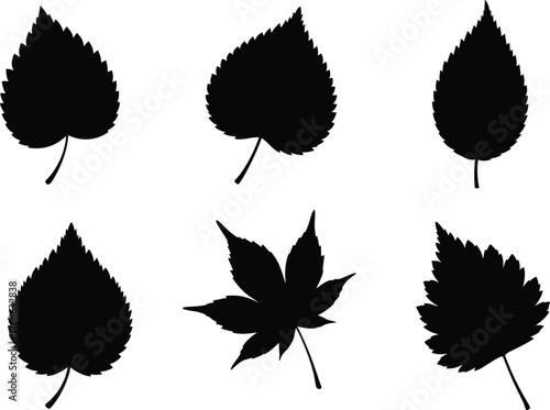 Black leaf silhouette set, various shapes and edges, botanical illustration, plant identification concept, vector foliage design, isolated leaves