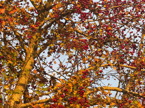 Common Hawthorn tree, also known as Crataegus monogyna, in autumn