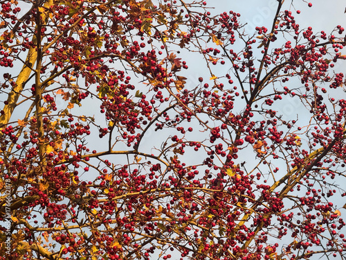 Common hawthorn tree, with red haw berries in autumn
