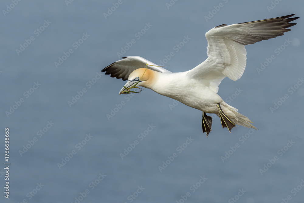 Fototapeta premium Gannet (Morus bassanus)