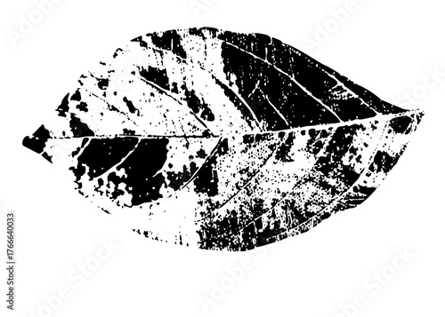 Leaf Illustrates Texture in Botanical Study