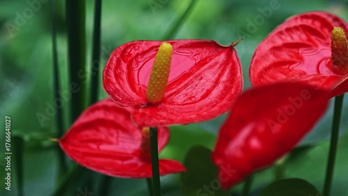 Red flowers bloom in vibrant garden setting
