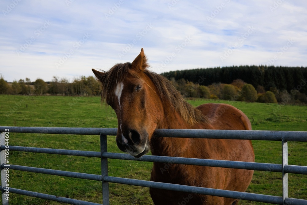 Fototapeta premium Brown horse with white marking resting on fence