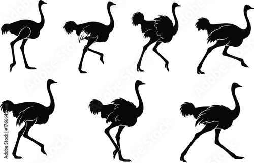 Ostrich bird silhouette vector set in walking and running poses, black illustrations with leg motion for nature, wildlife, decor, study