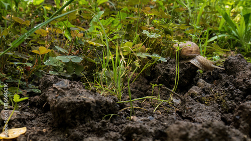 Snail crawling on moist soil in green undergrowth
