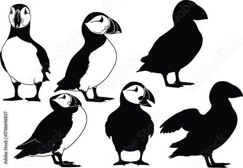 Puffin bird vector illustration set in silhouette and line art styles, black and white poses for nature, wildlife, decor, study