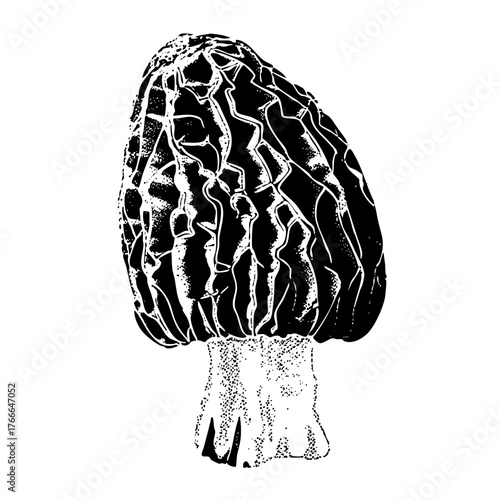 Morel Mushroom Illustrates Detail in Forest Ecology