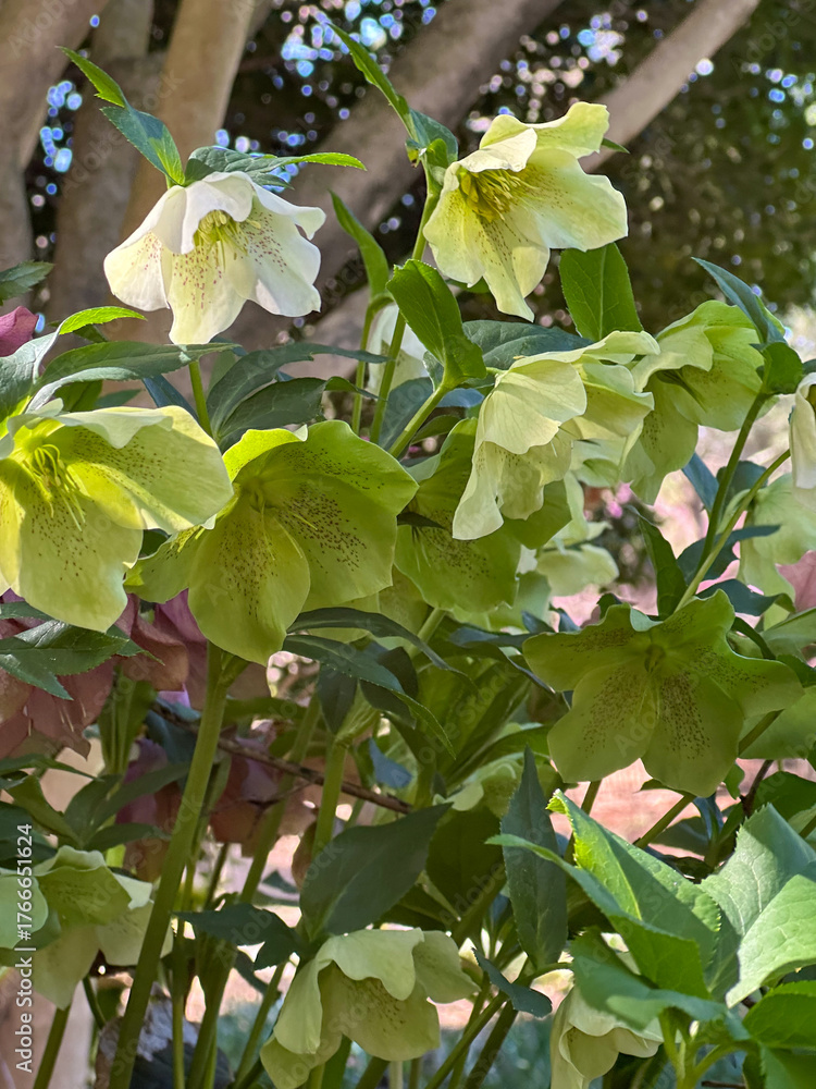 Obraz premium Elegant green hellebore flowers bloom in dappled sunlight, showcasing their soft petals and delicate speckled centers — a serene symbol of early spring beauty.