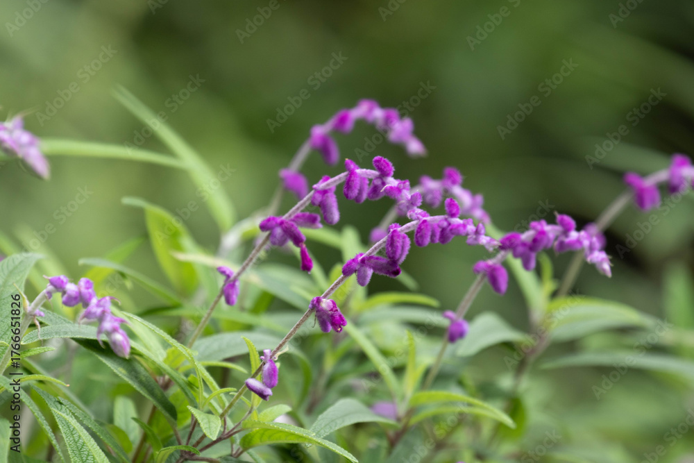 Fototapeta premium Close up purple flowers, Velvet Sage Blossoms