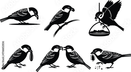 Sparrow bird feeding behavior vector set, black and white illustrations, seed interaction, nature design for wildlife, study, decor, education