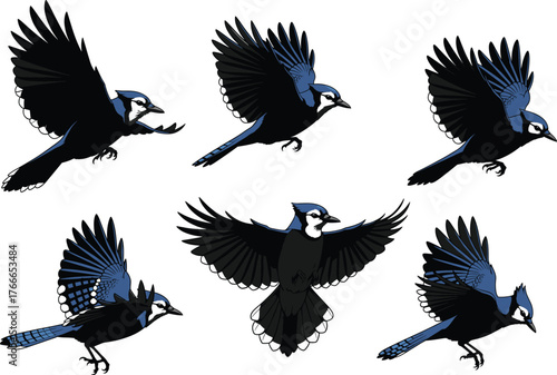 Blue jay bird flight vector illustration set, dynamic wing positions, detailed feather artwork, vibrant nature design for wildlife, decor, study