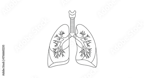 Illustration of the human lungs and trachea, showing the branching structure of the respiratory system for medical education.