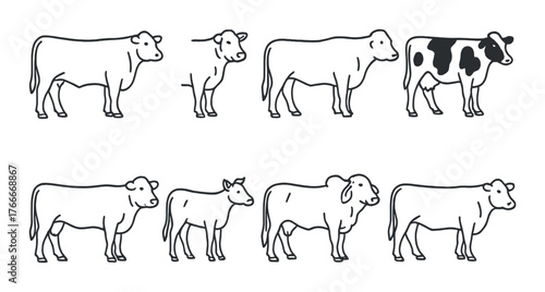 Diagram of various cattle breeds: holstein, angus, brahman, jersey, guernsey, limousin, simmental