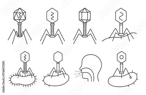 Bacteriophage infection process: virus attacking bacterial cells illustrated in detail