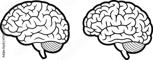 Human Brain Anatomy Illustration Side Views of Brain Structure for Medical and Educational Use