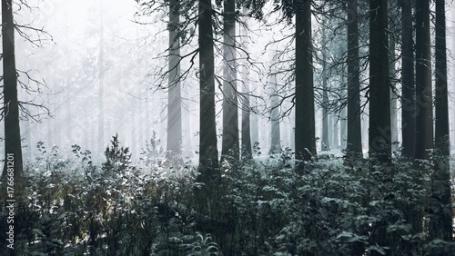 A serene winter forest reveals tall trees shrouded in a soft blanket of snow. The atmosphere is calm, as gentle snowflakes fall, creating a quiet, magical landscape.