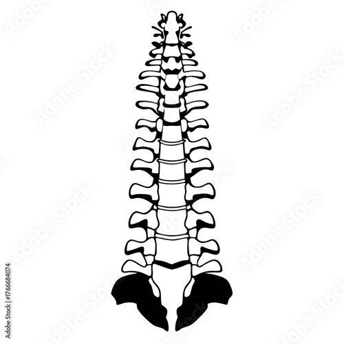 Human Spinal Column Anatomy Vector Illustration