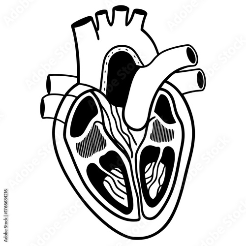 Human Heart Anatomy Diagram Medical Illustration
