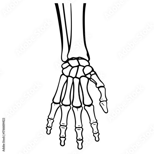 Human Hand Skeleton Bones Anatomy Illustration