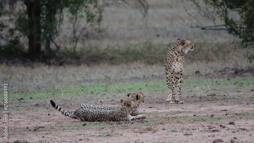  A cheetah mother and sub-adult cubs together