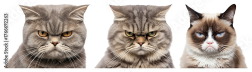 PNG Three grumpy cats staring intensely, element set on transparent background