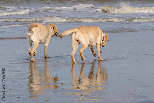 Two blonde Labradors walking by the sea on the beach, dog, animal, mammal, companion animal, pet, breed
