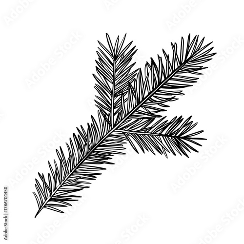 Vector hand drawn ink illustration style detailed spruce branch isolated on white background	
