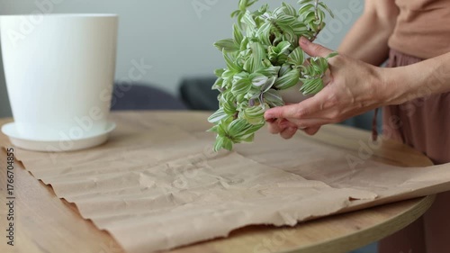 Transplanting spider lily house plant in a bigger flower pot. Woman replanting home flowers. 4K