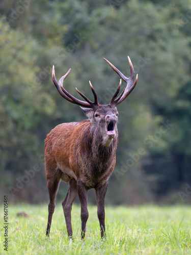Photos Mature Red deer stag roaring in a plain during the rut