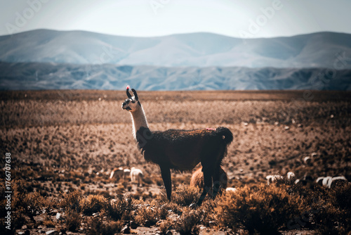 portrait of a llama in the mountains in bolivia